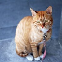 cat 360807 200x200 1
