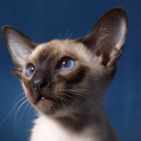 cat 806210 640 200x200 1
