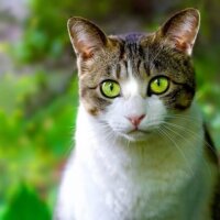 cat 814099 640 200x200 1