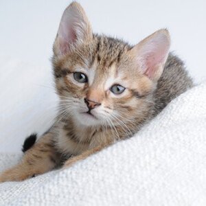 cat 875809 1920 300x300 1