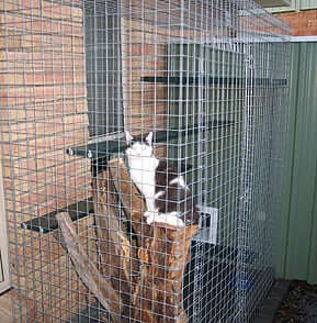 Indy Cat enclosure