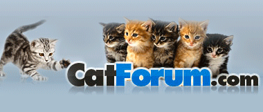 cat forum