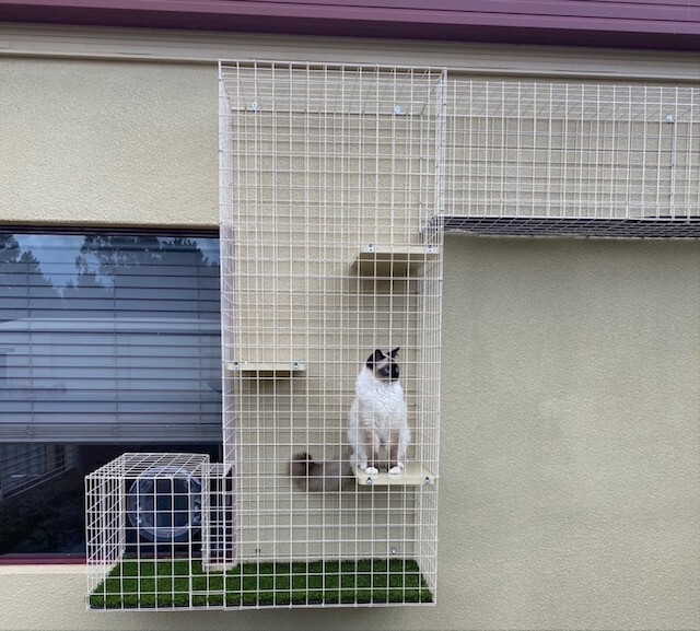 Cat sitting in a galvanised wall-mounted Catnip enclosure beside a window