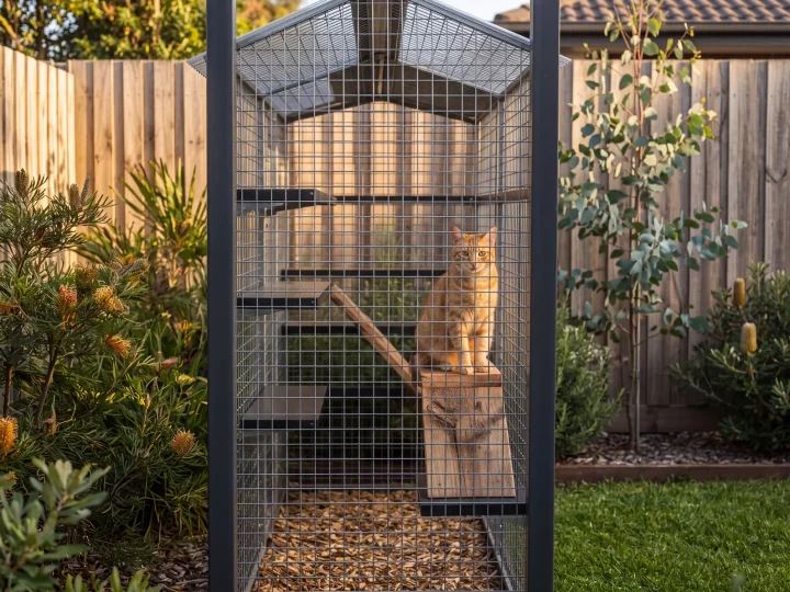 Cat relaxing in a courtyard enclosure