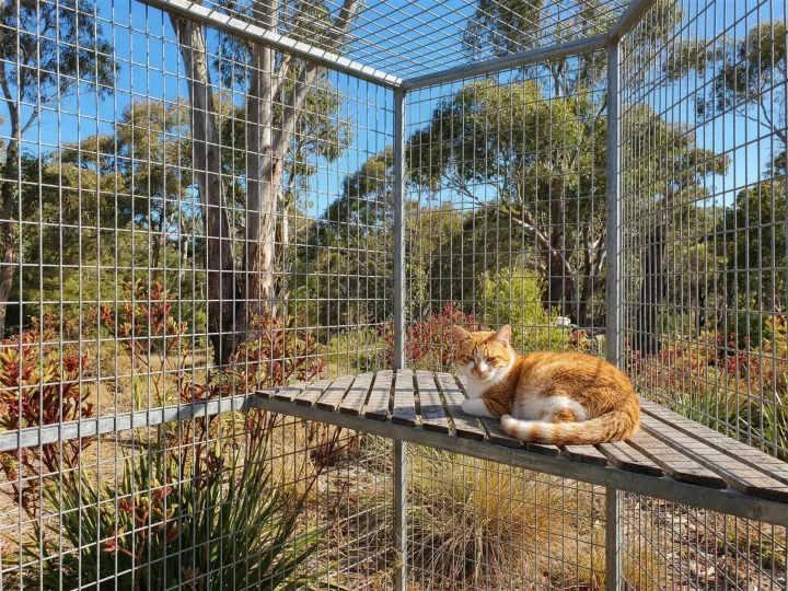 Cat stretched out in a large backyard enclosure