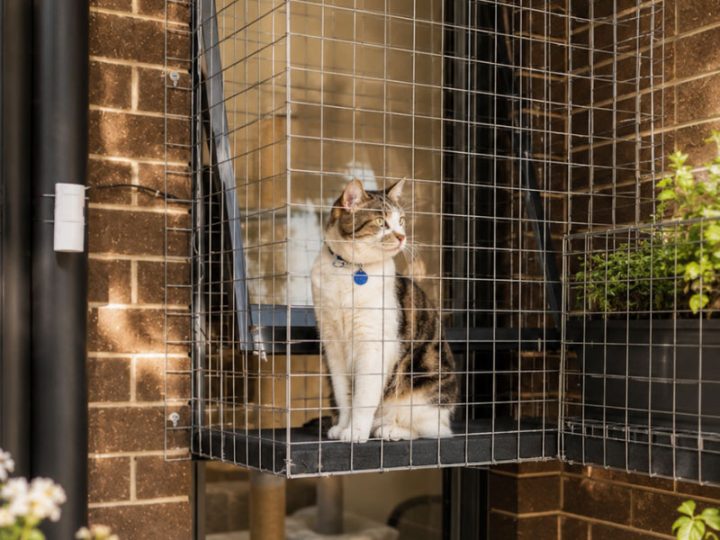 Cat on a shelf inside a balcony enclosure