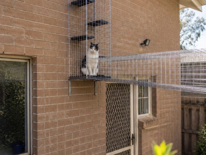 Cat in an enclosure running along a brick wall